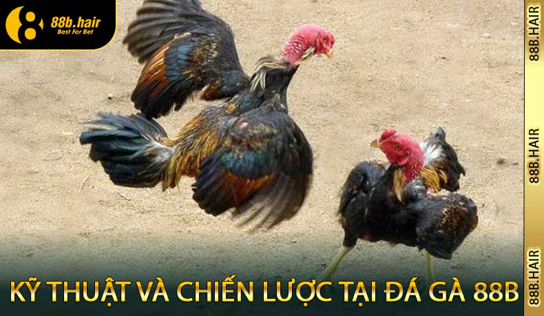 Kỹ thuật và chiến lược tại đá gà 88B