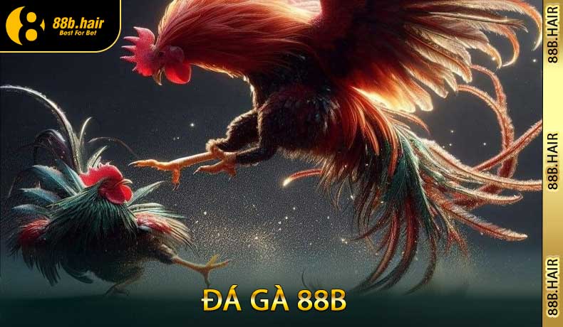 Đá Gà 88B